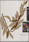 Foto von Salix eriocephala Michx.